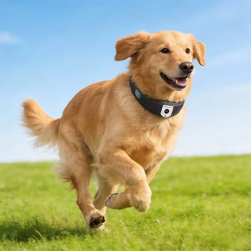 APP Controlled High Accuracy D - Outdoor Hunting Dog Collar recensie en prijs