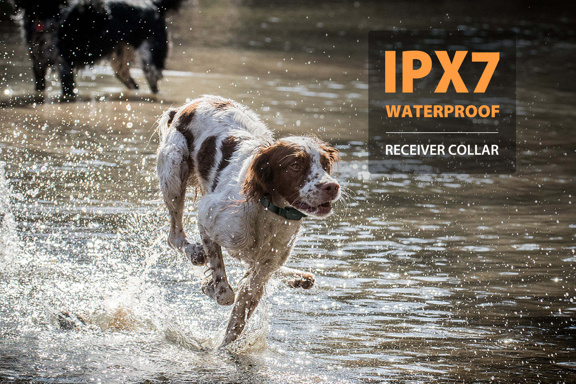 PATPET Professional Dog Traini - Outdoor Hunting Dog Collar recensie en prijs