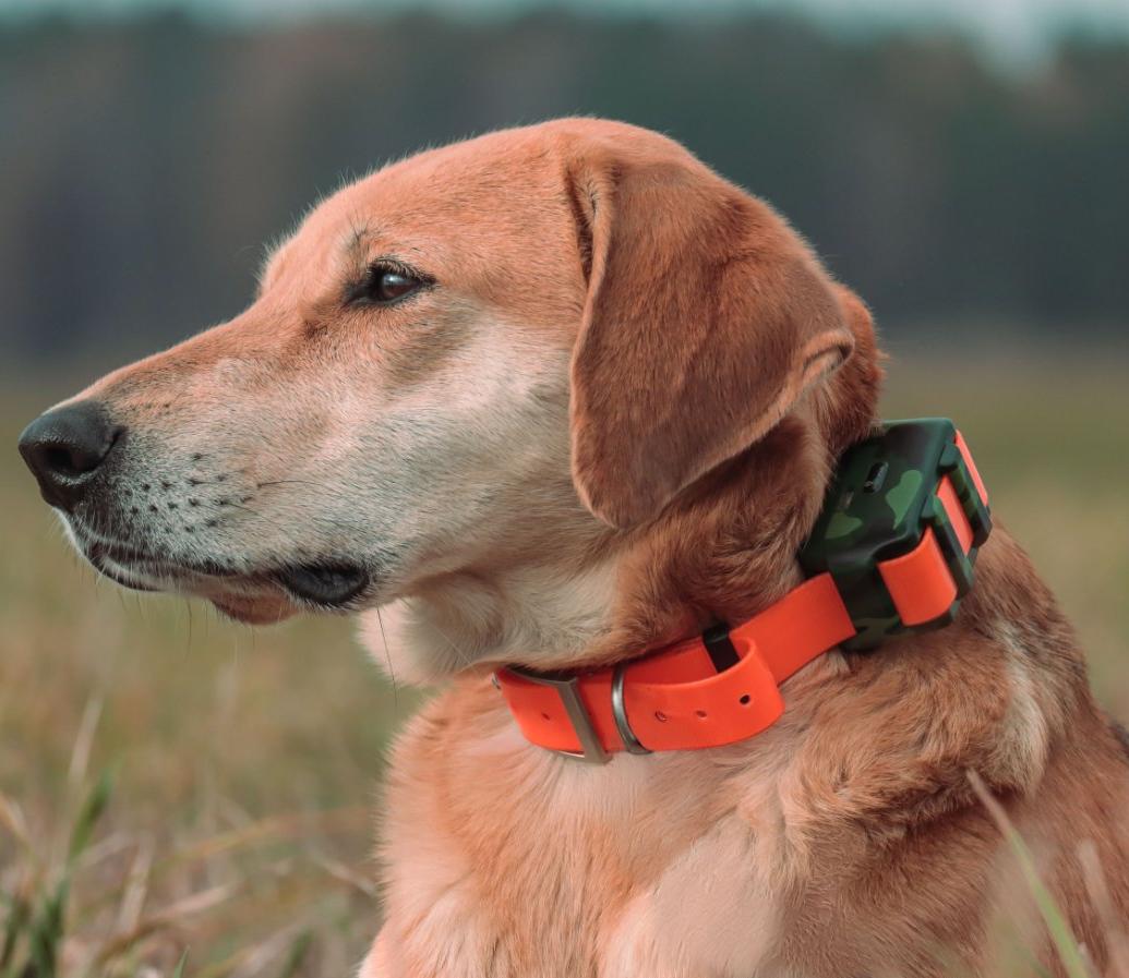 ICAR IK122M 2000mah Dog GPS Co - Outdoor Hunting Dog Collar recensie en prijs