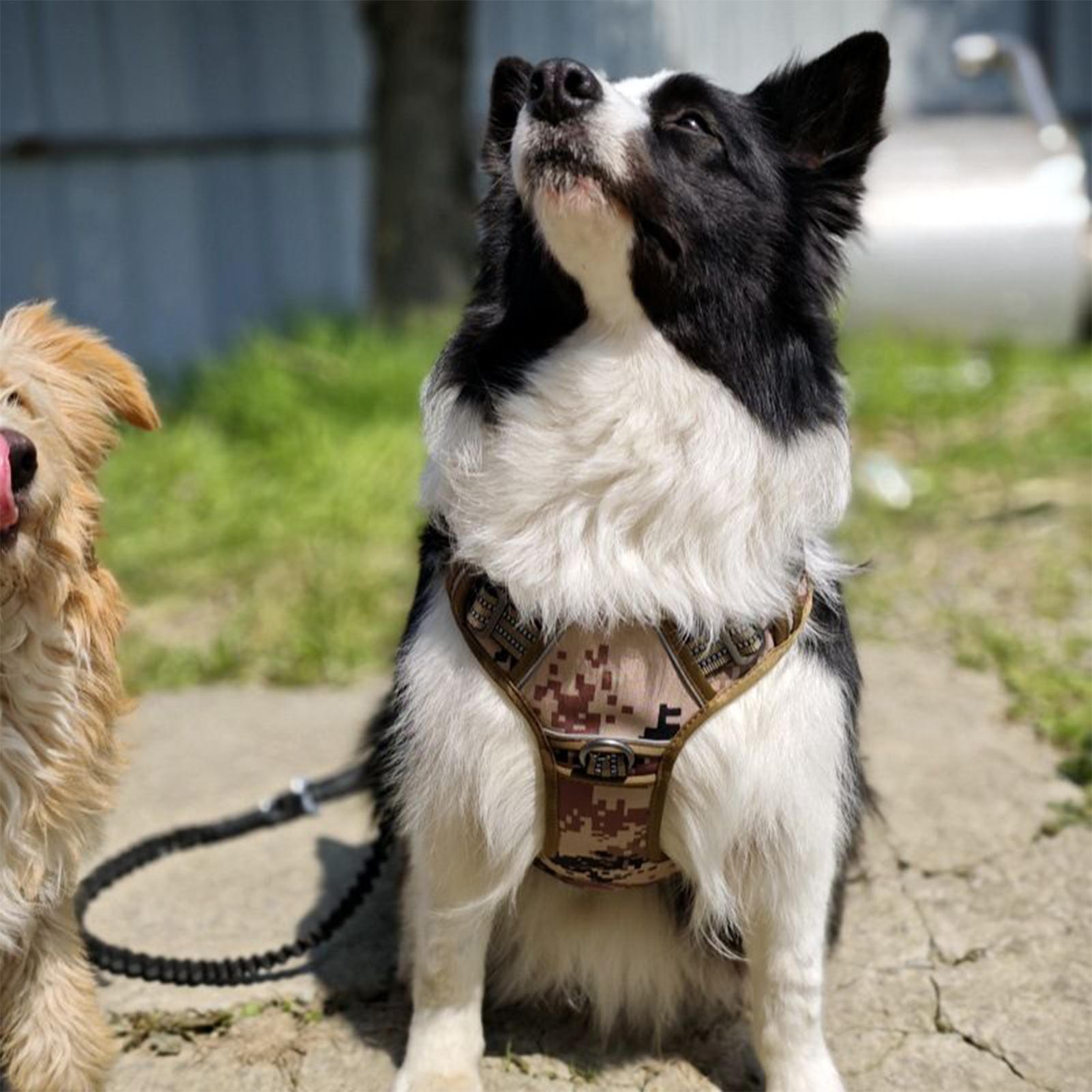 Heavy Duty Dog Harness Heavy D - Outdoor Hunting Dog Collar recensie en prijs