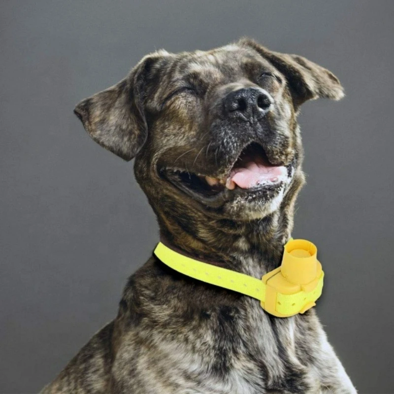 Updated Outdoor Hunting Dog Be - Outdoor Hunting Dog Collar recensie en prijs