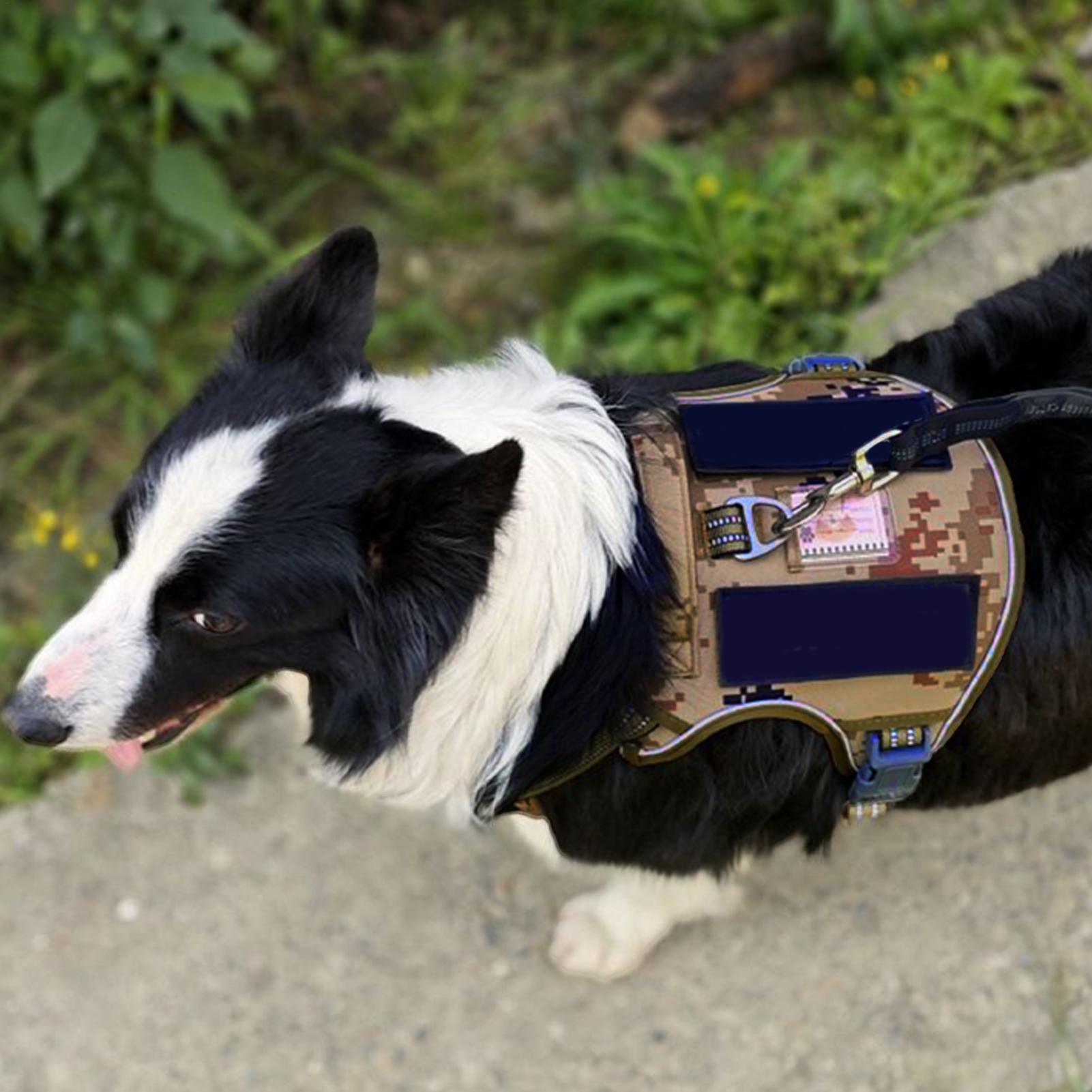 Dog Harness Metal Buckle Dog T - Outdoor Hunting Dog Collar recensie en prijs