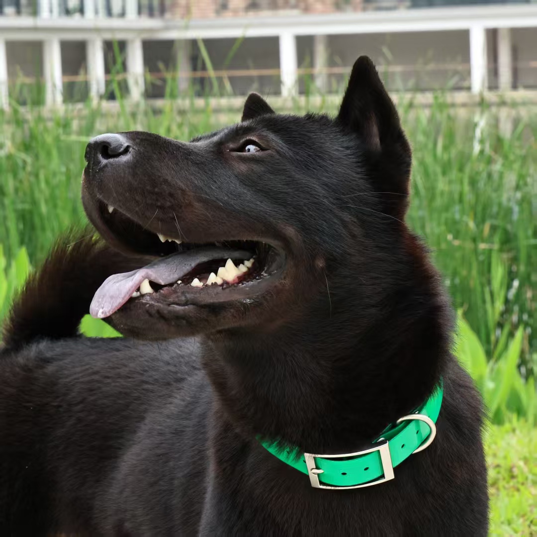 2.5cm Wide Heavy Duty TPU Dog  - Outdoor Hunting Dog Collar recensie en prijs